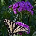 Teen Naturalists: Birds & Butterflies of Gregory & Long Canyons