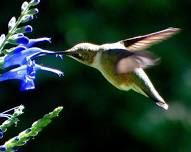 Gardening for Hummingbirds