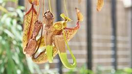 Class: Tropical Pitcher Plants: Highland vs. Lowland