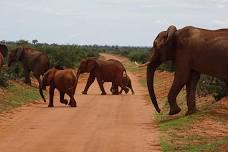 Overnight Safari: Discover the Red Elephants of Tsavo East and Wildlife Spectacle