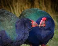 Wildlife Kōrero at Orokonui — Wild Dunedin