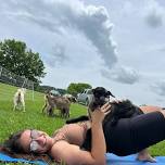 Goat Yoga Session 4