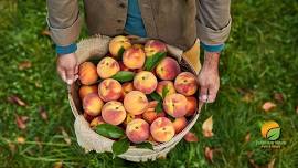 Fresh Georgia Peaches Sales Event - Haines City, FL