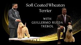 Soft Coated Wheaten Terrier. Learn from a breeder/handler!