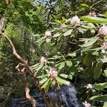 Floral Chunanee Falls Hike