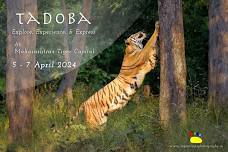 Tadoba :: Explore Maharashtra's Tiger Capital.