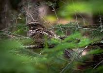 Maine Nightjar Monitoring Project