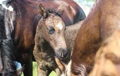 99th Annual Chincoteague Pony Auction — Town of Accomac VA