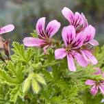 A Scented Pelargonium Adventure at Careys Secret Garden, Wareham