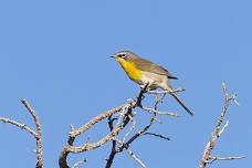 Bird Walk at Los Luceros