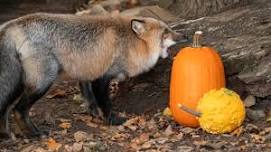 Pumpkin Party at Wolf Park