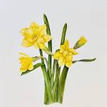 Daffodils in Watercolor Workshop