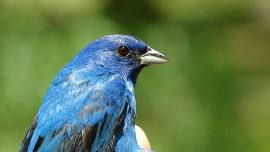 Spring Bird Banding