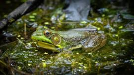 Wildlands Conservancy - PreK Pathfinders: Herpetology- Amphibians at TNP