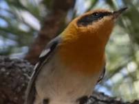 Warbler Watching on Mt. Ord!