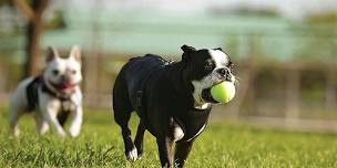 Bark in the Park