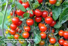 Grow Cherry Tomatoes and Lettuce