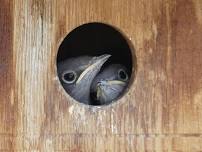 Peninsula Nest Box Guided Hike