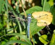 Survey: Metz Wetlands Butterfly and Dragonfly — Audubon Society of Northern Virginia