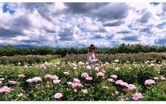 Peony Stroll