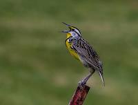 Tuesday Birding at Hallam Lake