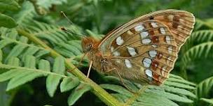 Discover Exmoor's Butterflies