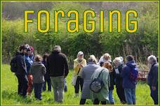 Foraging Walk