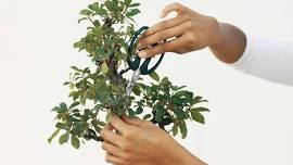 Bonsai Basics Class