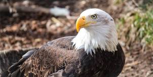 Armed Forces Day at Hogle Zoo