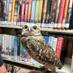 Meet Bindi the burrowing owl!