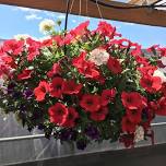 Create Your Own Hanging Basket II