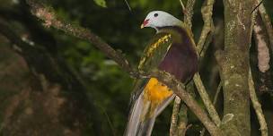 Winter Bird Survey - Mary Cairncross Scenic Reserve