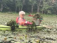 3rd Annual Grove Pond Water Chestnut Pull