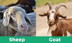 Goat and Sheep Weigh In