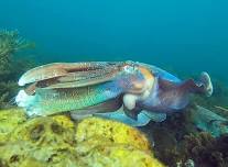 See the biggest migration of Giant Cuttlefish