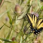 Guided Nature Walk at Anderson Marsh