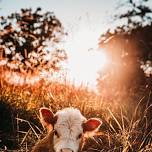 Farm Field Day