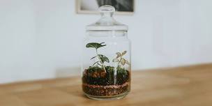 Terrariums