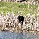 Obedience and Bird Dog Training Drop-off