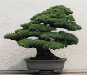 The Secrets of Bonsai