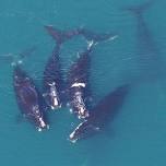 MDI SCIENCE CAFÉ What the Science Says About Endangered Right Whales