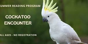 Cockatoo Encounter