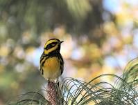 Warbler Weekend at Tally Lake