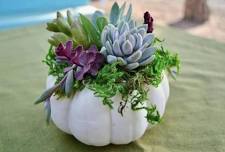 DIY Workshop: Artificial Succulent Pumpkin - August 1st (6:30pm-8:30pm)