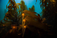 Kelp! Underwater Photography Exhibit — North Coast KelpFest!