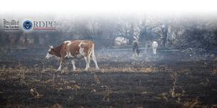 All Hazards Preparedness for Animals in Disasters