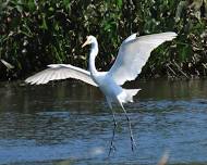 A Florida Birding Photo Journey with Rick Bunting