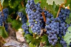 Tasting Event | America's Grape, Zinfandel