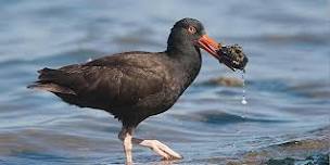 Birding at Clayton Beach -Larrabee State Park