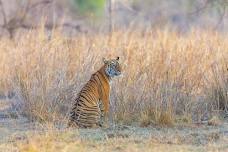 Tadoba - Where the King Roams Free!